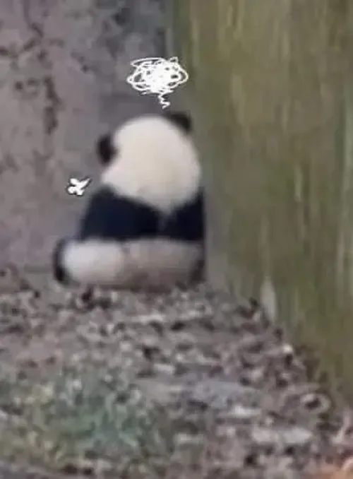 Ảnh chế gấu trúc bực bội đẩy chân nhẹ về trước như phản đối.