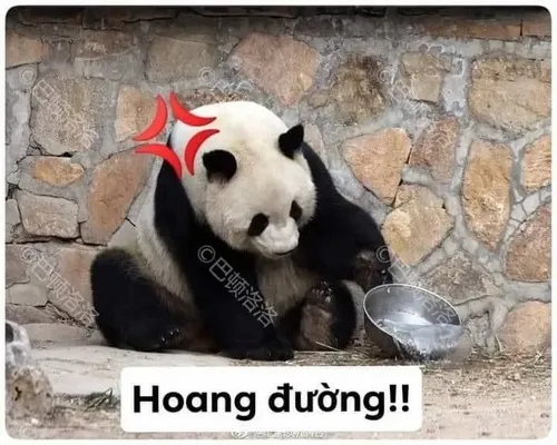 Thần thái bực mình của gấu trúc và sức lan truyền mạnh