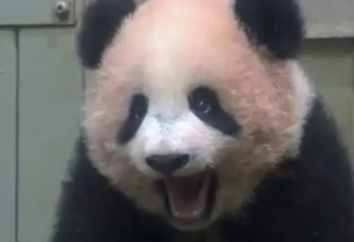 Ảnh chế gấu trúc cáu gắt phồng má nhẹ đầy bực dọc.