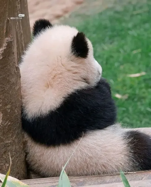 Khi gấu trúc tức giận nói thay nỗi bực mình khó thốt