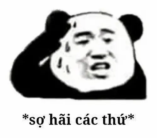 Meme gấu trúc xin lỗi trong tư thế ngồi thấp đầy thiện chí.