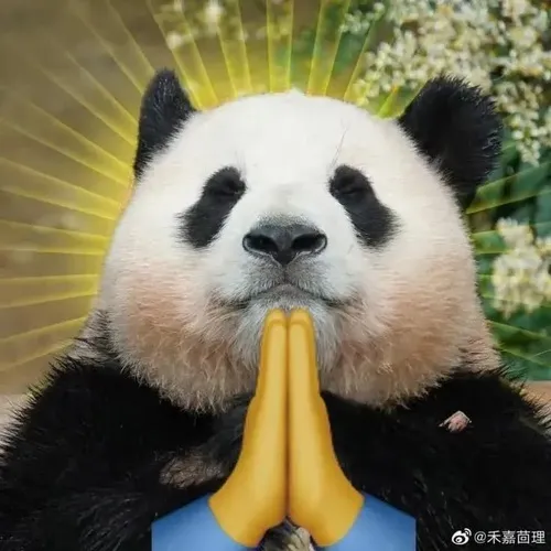 Ảnh chế gấu trúc xin lỗi hít nhẹ hơi trước khi nhận lỗi.