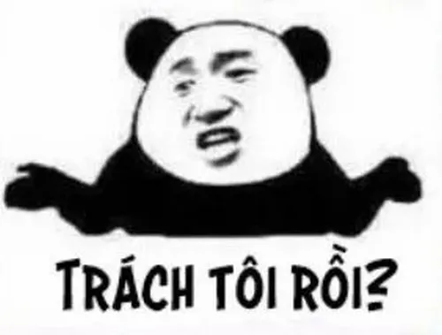 Meme gấu trúc xin lỗi với đôi mắt rụt rè nhìn sang một bên.
