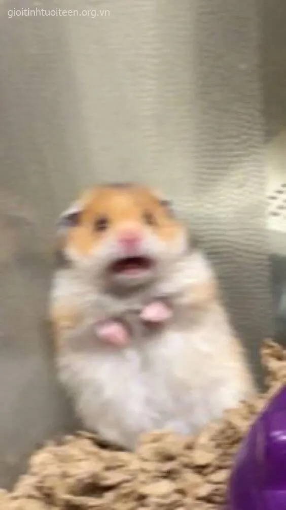 Meme chuột Hamster há mồm ngạc nhiên