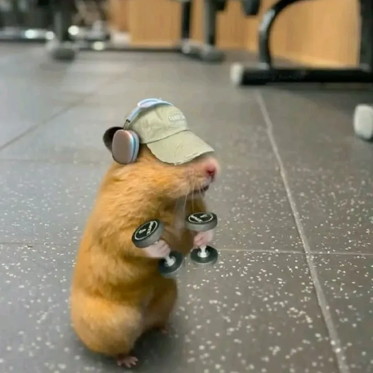 Meme hamster hồn nhiên ánh mắt long lanh