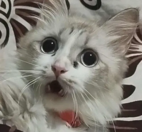 Khi mèo còn không tin nổi cú lật mặt của người yêu cũ.