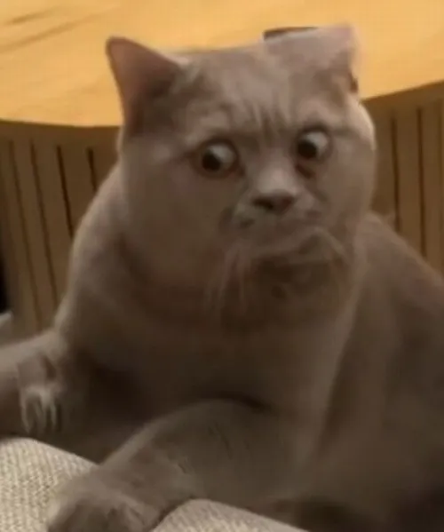 Mèo trố mắt khiến dân mạng sốc toàn tập với biểu cảm bá đạo.