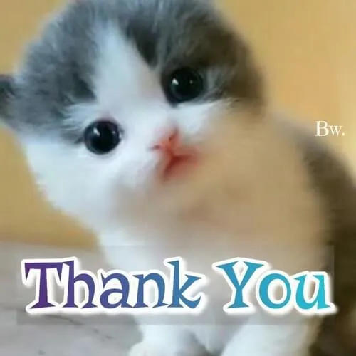 Hình ảnh mèo cúi đầu cảm tạ siêu cưng.