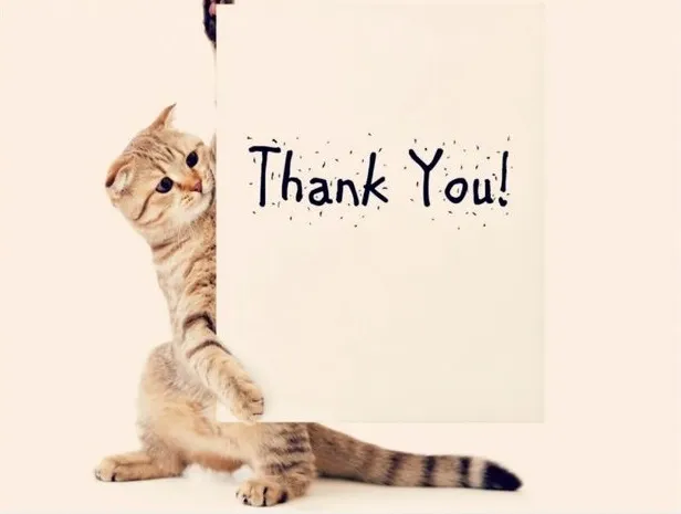 Meme mèo biết ơn, gương mặt sáng tươi.