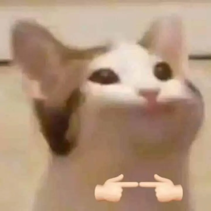 Mèo nhỏ cảm tạ, ánh mắt dịu hiền.