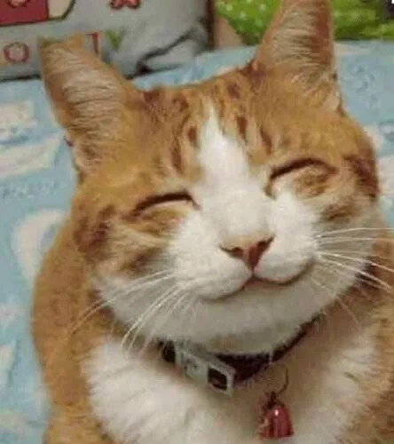 Mèo mỉm cười, ánh nhìn tràn đầy cảm ơn.