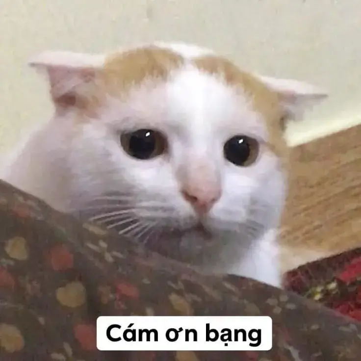 Loạt 45 Meme Mèo Cảm Ơn hài hước khi nói lời đa tạ ngọt ngào và chân thành