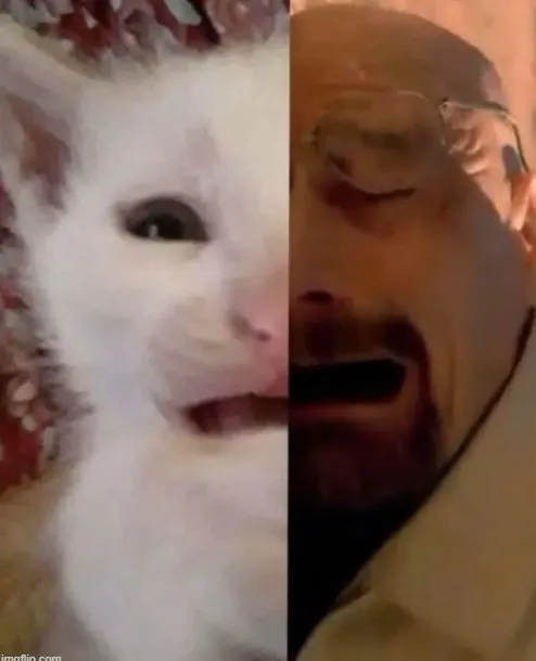 Hình chế vui mèo khóc nhìn thôi đã muốn cười xỉu