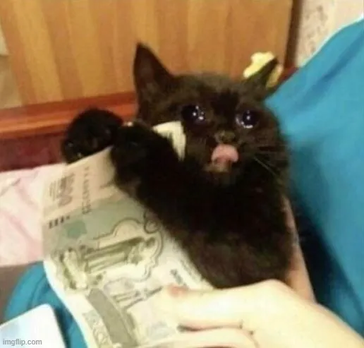 Meme chế mèo khóc với đôi mắt đỏ hoe