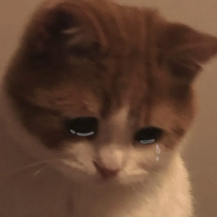 Meme hài mèo u sầu lan truyền trên TikTok