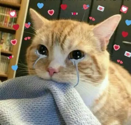 Ảnh chế mèo biểu cảm cực mạnh khiến ai cũng đồng cảm