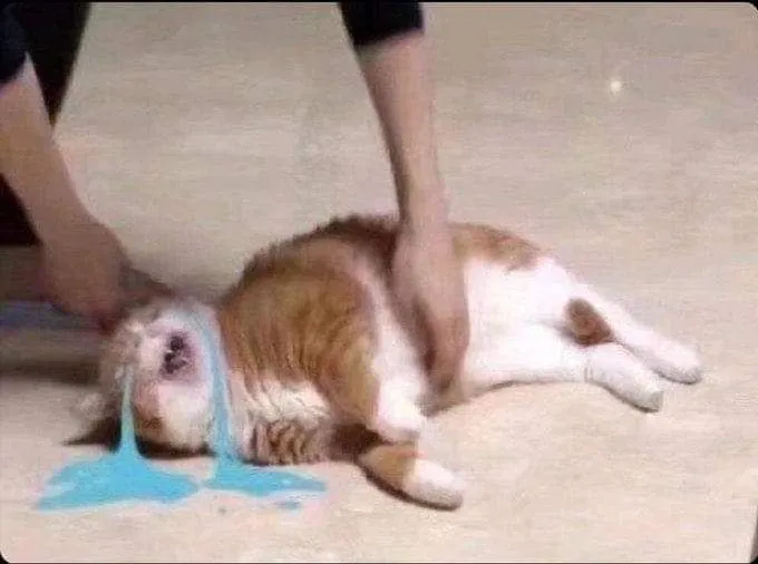 Hình chế vui mèo rơi nước mắt giả trân