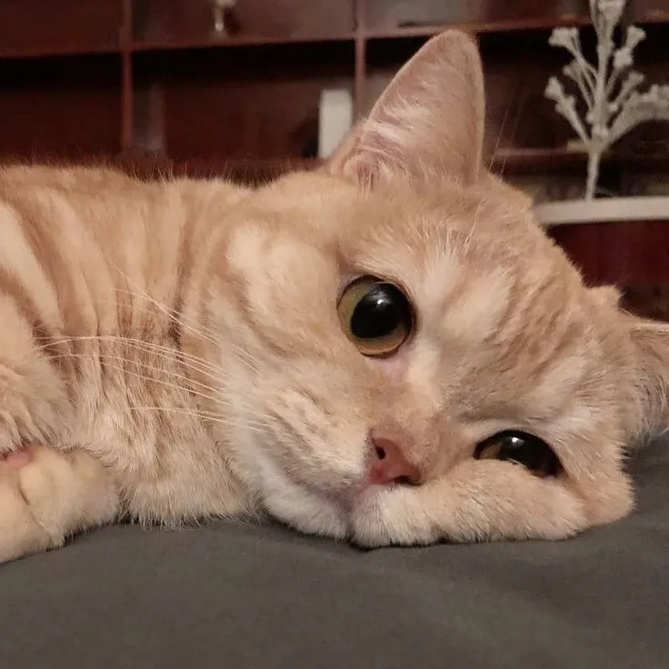 Mèo cô độc ngồi lặng, dáng nhỏ thõng xuống đầy mệt mỏi.