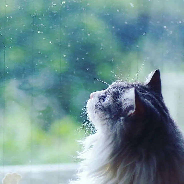 Mèo ngồi ủ rũ bên cửa sổ, nhìn mưa rơi từng hạt.