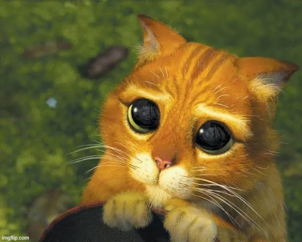 Gương mặt mèo ủ rũ, ánh nhìn thẫn thờ đầy buồn tủi.