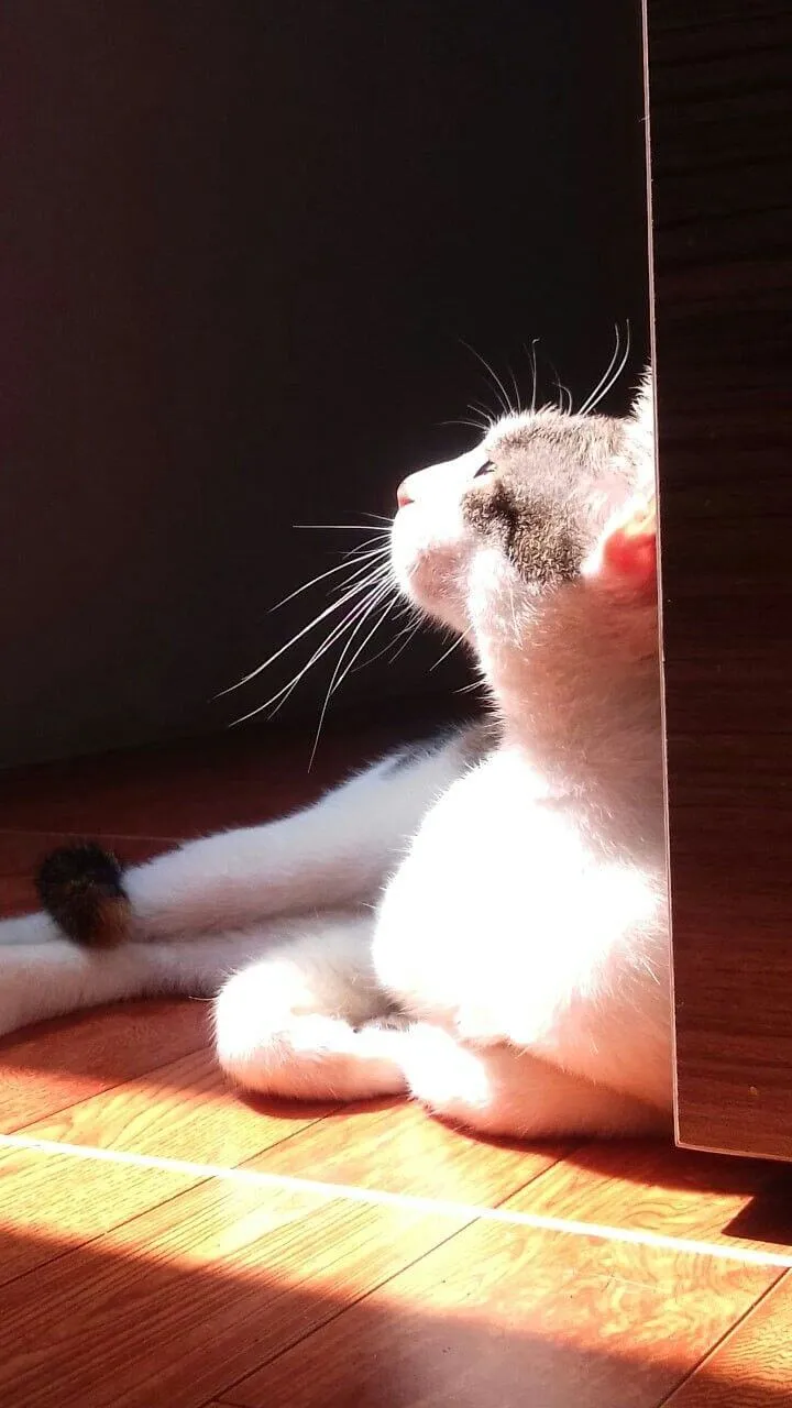 Gương mặt mèo thẫn thờ, ánh mắt vô hồn chan chứa nỗi buồn.