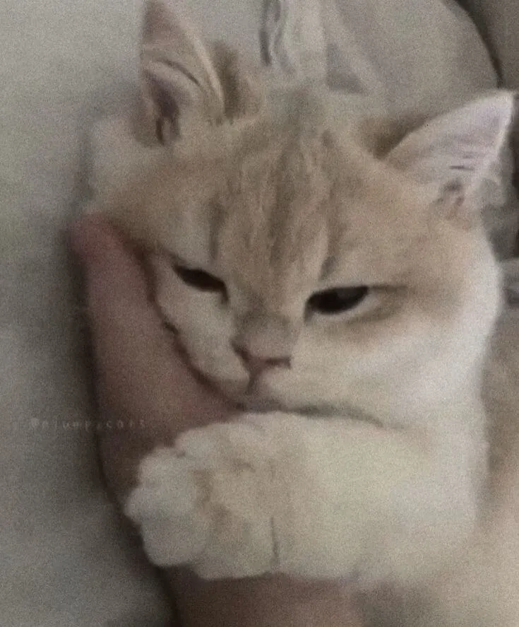 Biểu cảm mèo tủi thân, mắt long lanh muốn òa khóc tức tưởi.