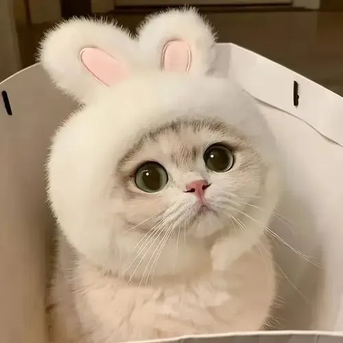 Mèo nằm gọn trong hộp giấy, dáng siêu cute.