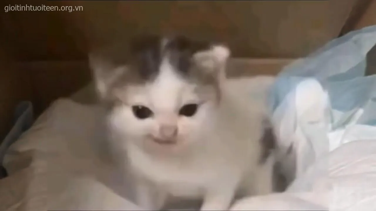 Meme mèo dễ thương với dáng ngồi lém lỉnh, biểu cảm vô tri hài hước.