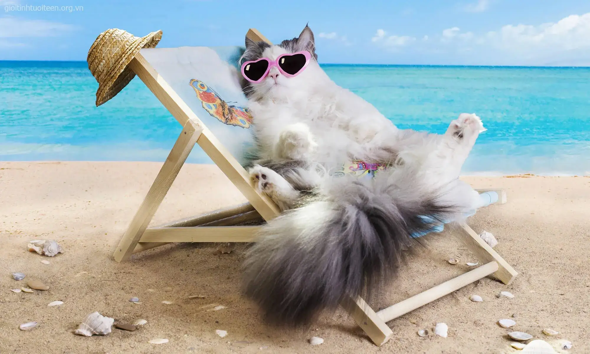 Biểu cảm ngơ ngác của mèo khiến tim tan chảy.