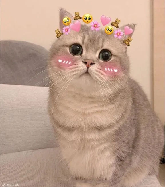 Ảnh mèo cute đang chui trong hộp, đôi mắt tò mò lấp lánh.