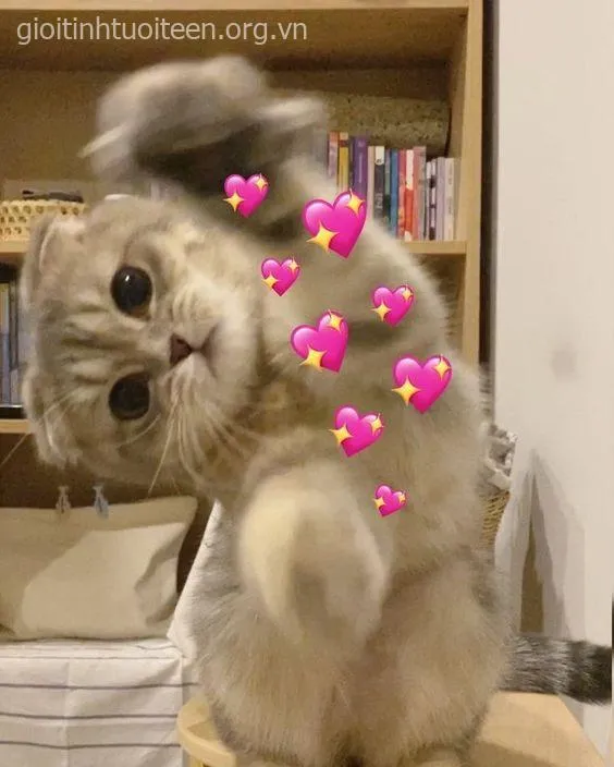 Meme mèo đáng yêu với biểu cảm ngạc nhiên hồn nhiên hết nấc.