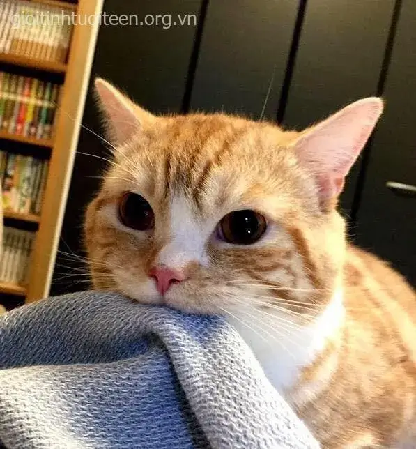 Chú mèo nhỏ xinh với đôi tai cụp cực cute.