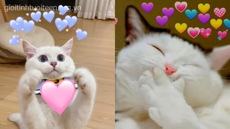 Hình mèo ngơ ngác, cái nhìn hiền dịu và vô cùng dễ mến.