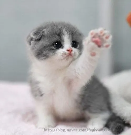 Meme mèo dí dỏm với dáng nằm uể oải nhưng đầy đáng yêu.