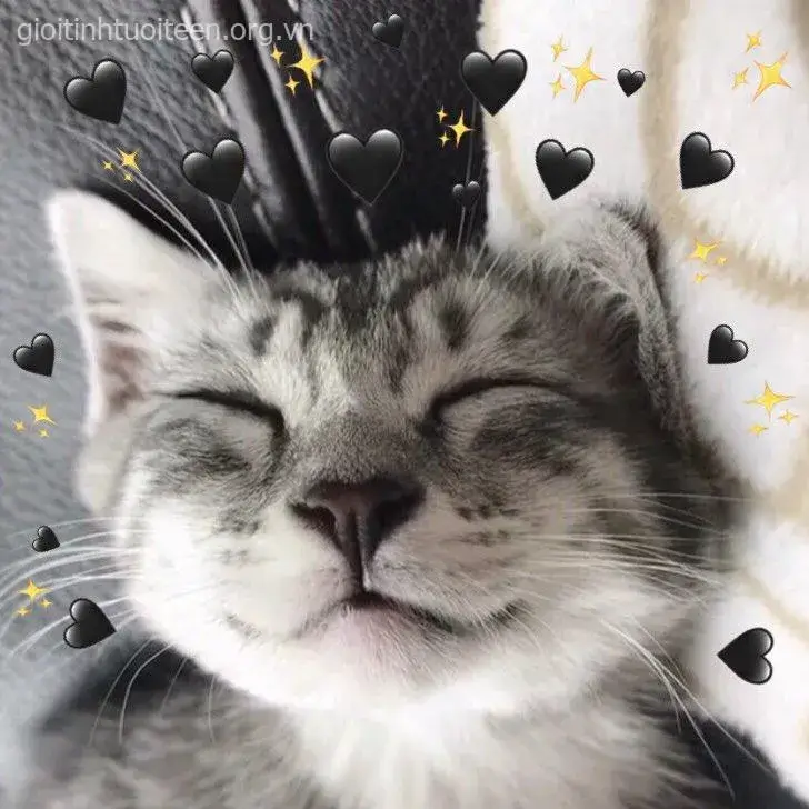 Chú mèo nhỏ chơi đùa, dáng dấp cực cute.