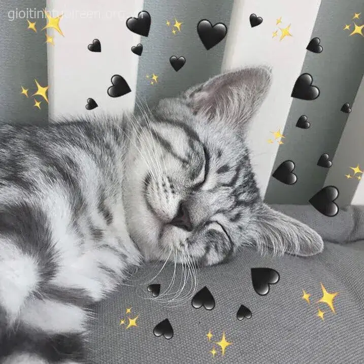 Mèo con tròn vo, ánh mắt ngây thơ đáng yêu.