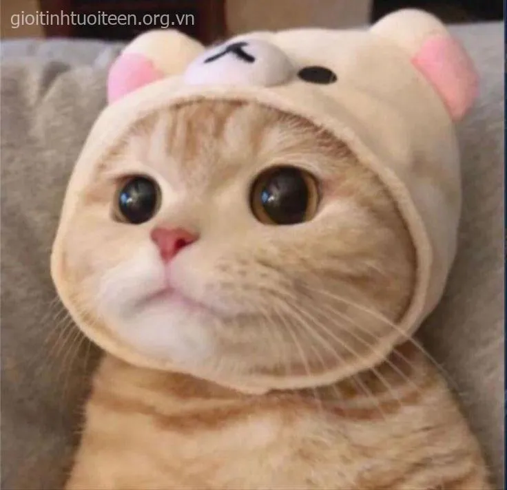 Meme mèo dí dỏm đang thè lưỡi, biểu cảm tinh nghịch.