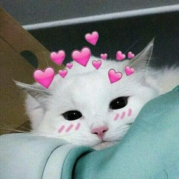 Hình mèo ngồi trên ghế, dáng ngộ nghĩnh cute.