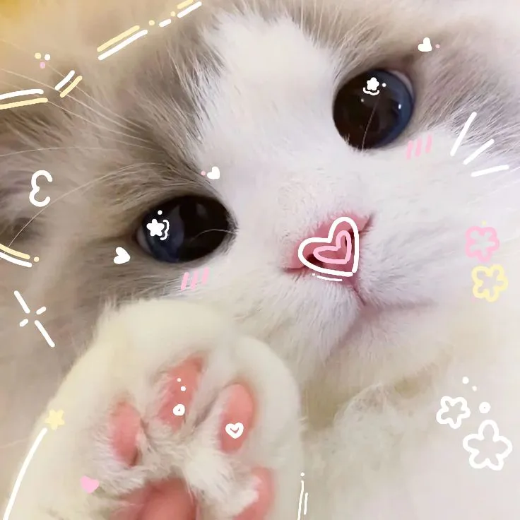 Meme mèo tinh nghịch đang nhe răng cười, ánh mắt sáng rỡ.