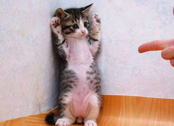 Meme hài hước mèo khinh khỉnh phản ứng cực bá đạo