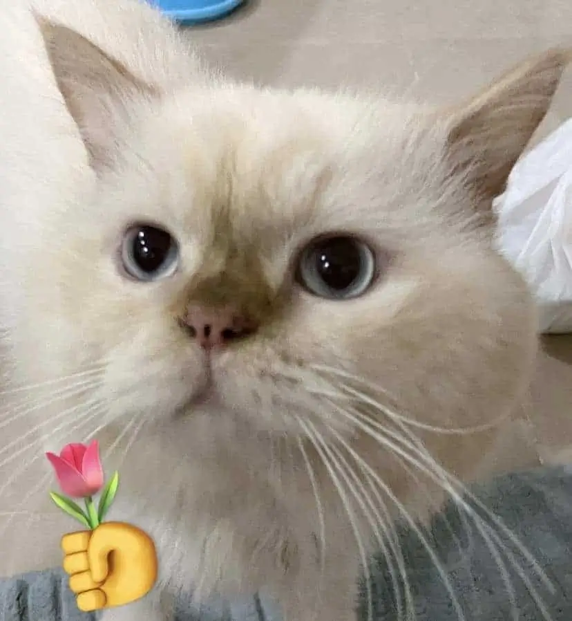 Chú mèo tặng hoa hồng, biểu cảm cute khó cưỡng.