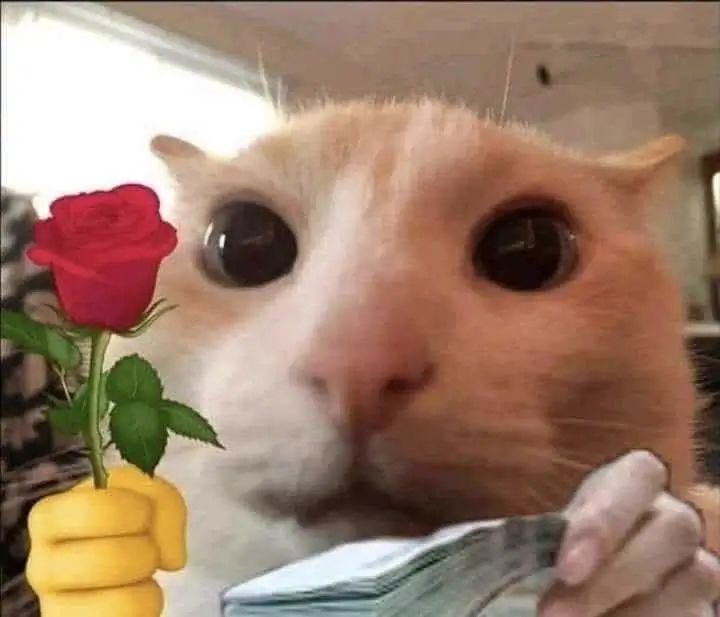Mèo giơ bông hoa xinh, ánh mắt long lanh tinh nghịch.