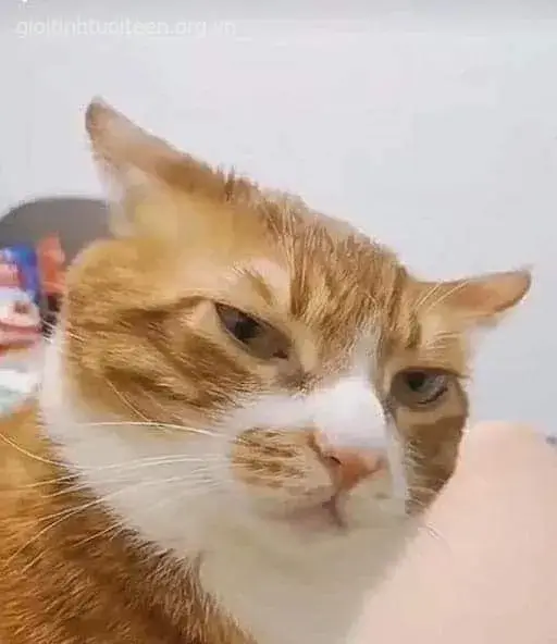 Khi biểu cảm mèo tức giận trở thành ngôn ngữ mới của GenZ