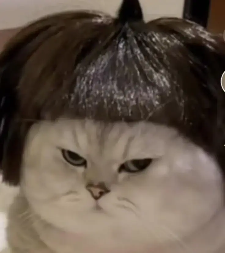 Meme mèo giận như “soi gương” lại chính tâm trạng người xem