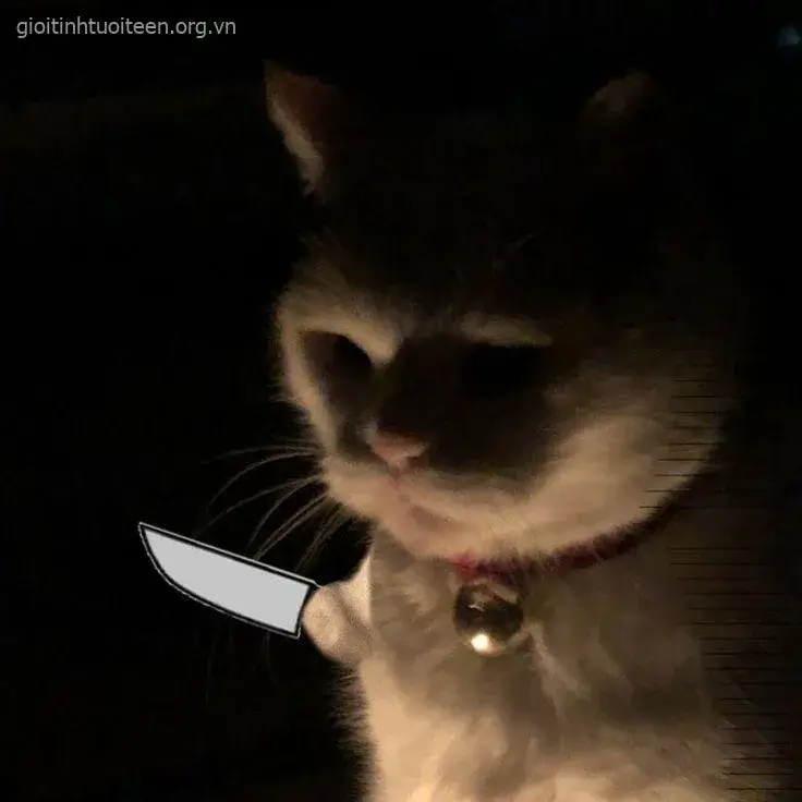 Meme mèo tức giận nhìn chằm chằm như đang tra hỏi