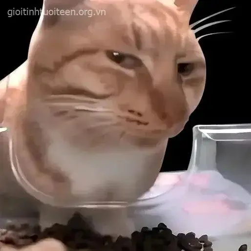 Meme chế mèo cau mày giống hệt phản ứng dân văn phòng