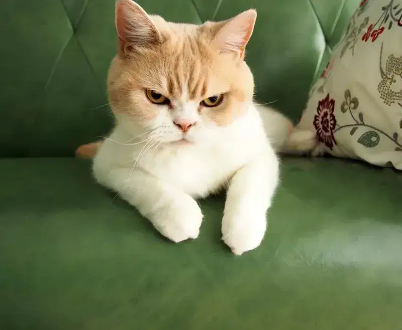 Meme chế mèo biểu cảm cực đại khiến ai xem cũng thích