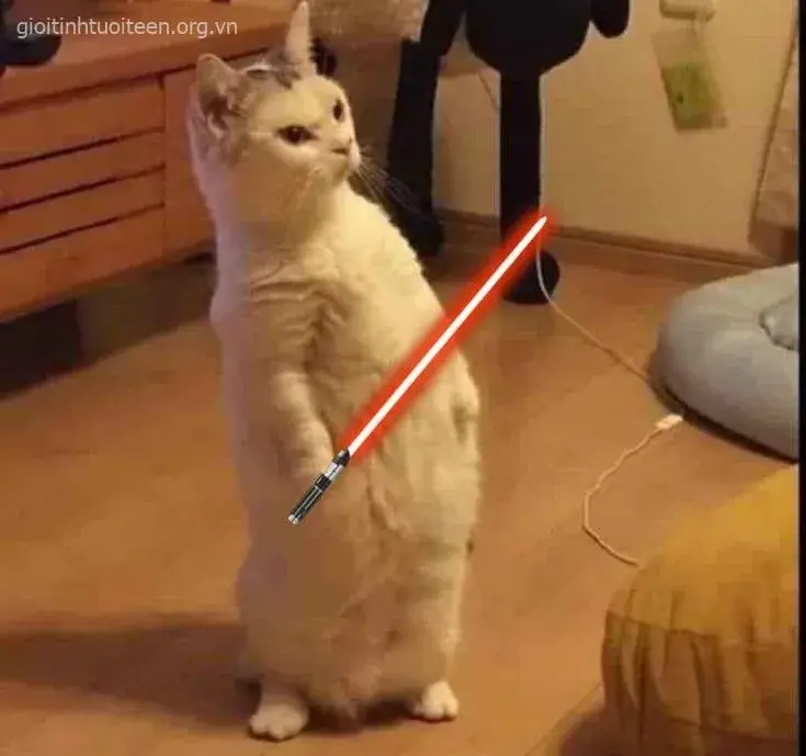 Meme mèo giận dữ đôi tai dựng thẳng căng thẳng