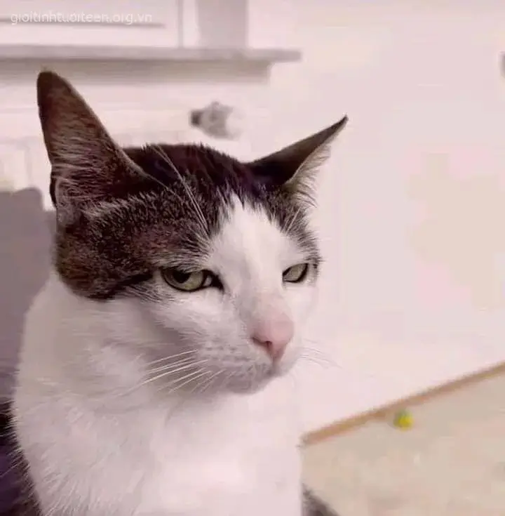 Ảnh hài mèo tức giận nhìn “chảnh” như người nổi tiếng