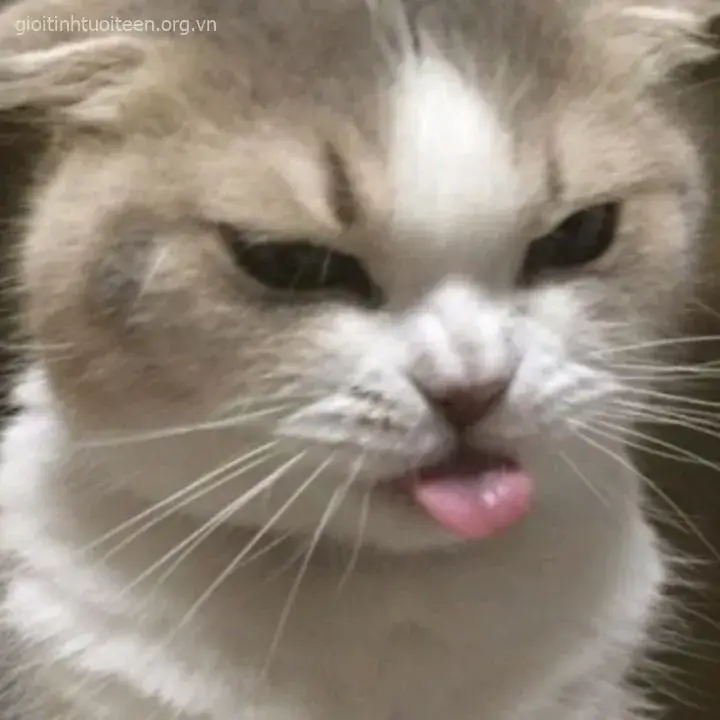 Meme vui mèo bực bội nhe răng, miệng chúm lại cực lạ
